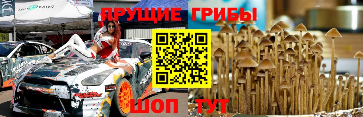Галлюциногенные грибы Psilocybe Искитим